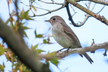 コサメビタキ ロクハ公園(滋賀県草津市) 2023年10月2日(月)