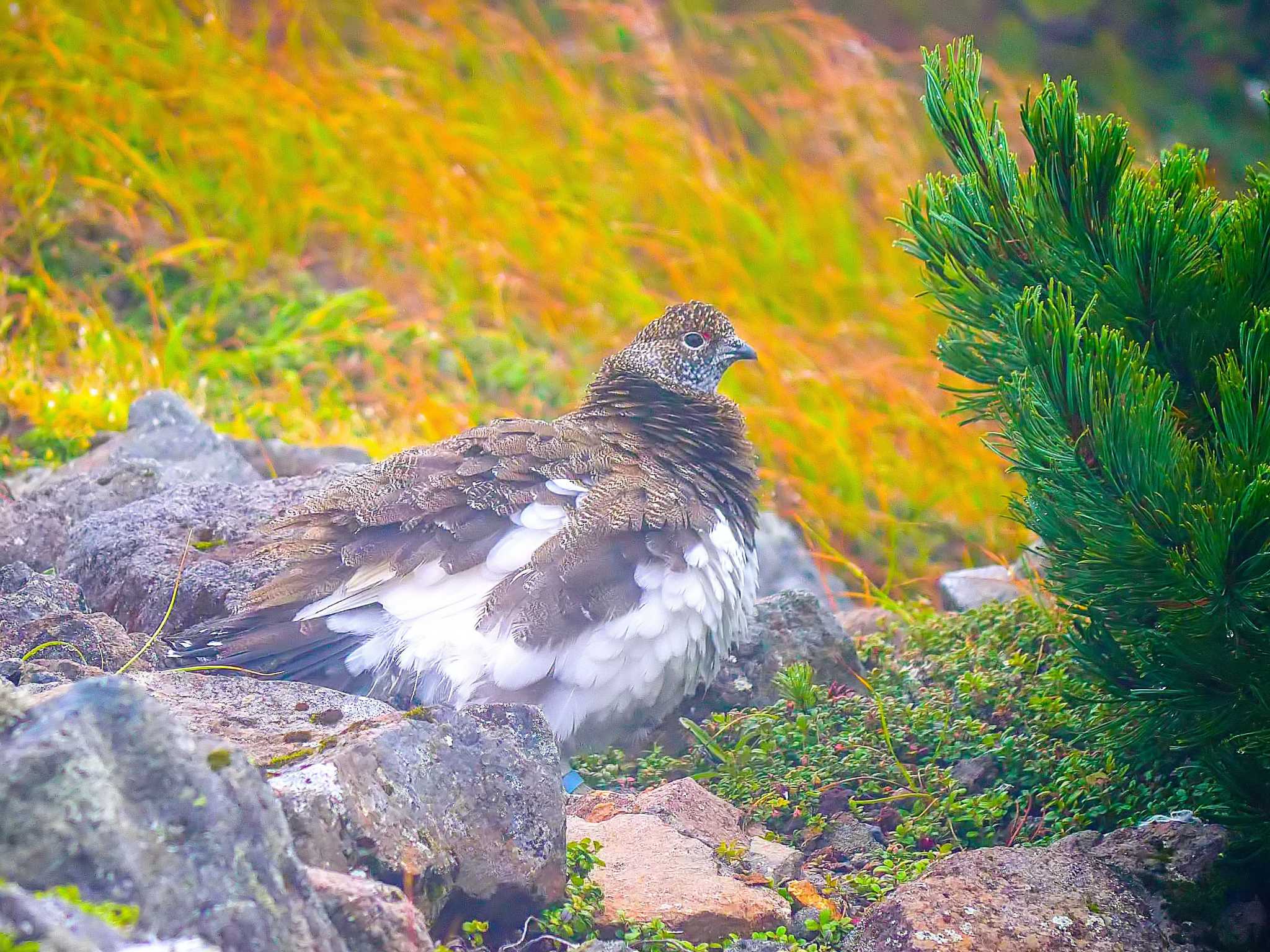 Photo of Rock Ptarmigan at 乗鞍岳畳平 by kenek