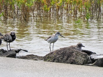 Marsh Sandpiper Daijugarami Higashiyoka Coast Sun, 10/1/2023