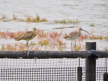 ホウロクシギ 大授搦(東与賀干潟) 2023年10月1日(日)