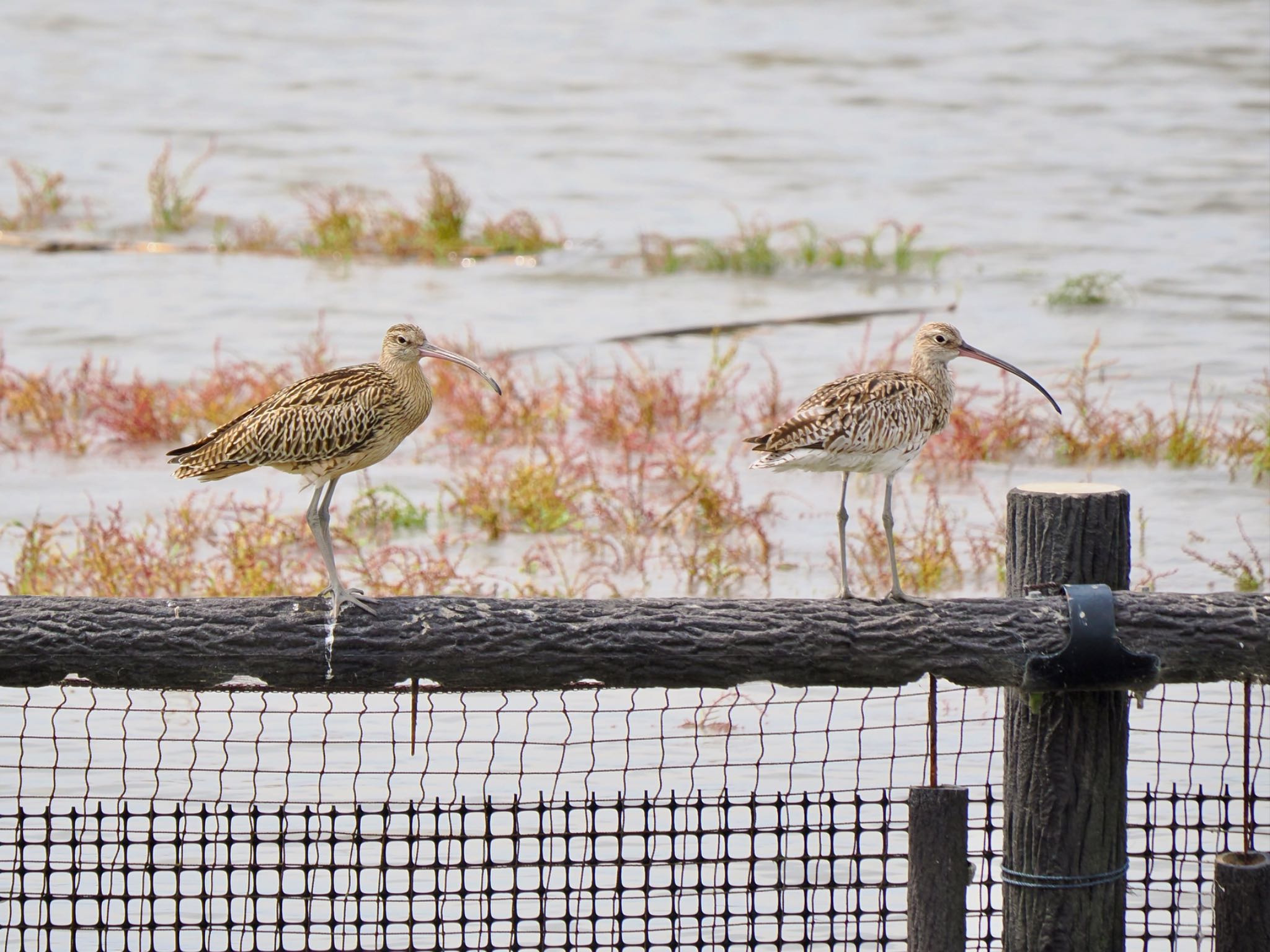 Far Eastern Curlew