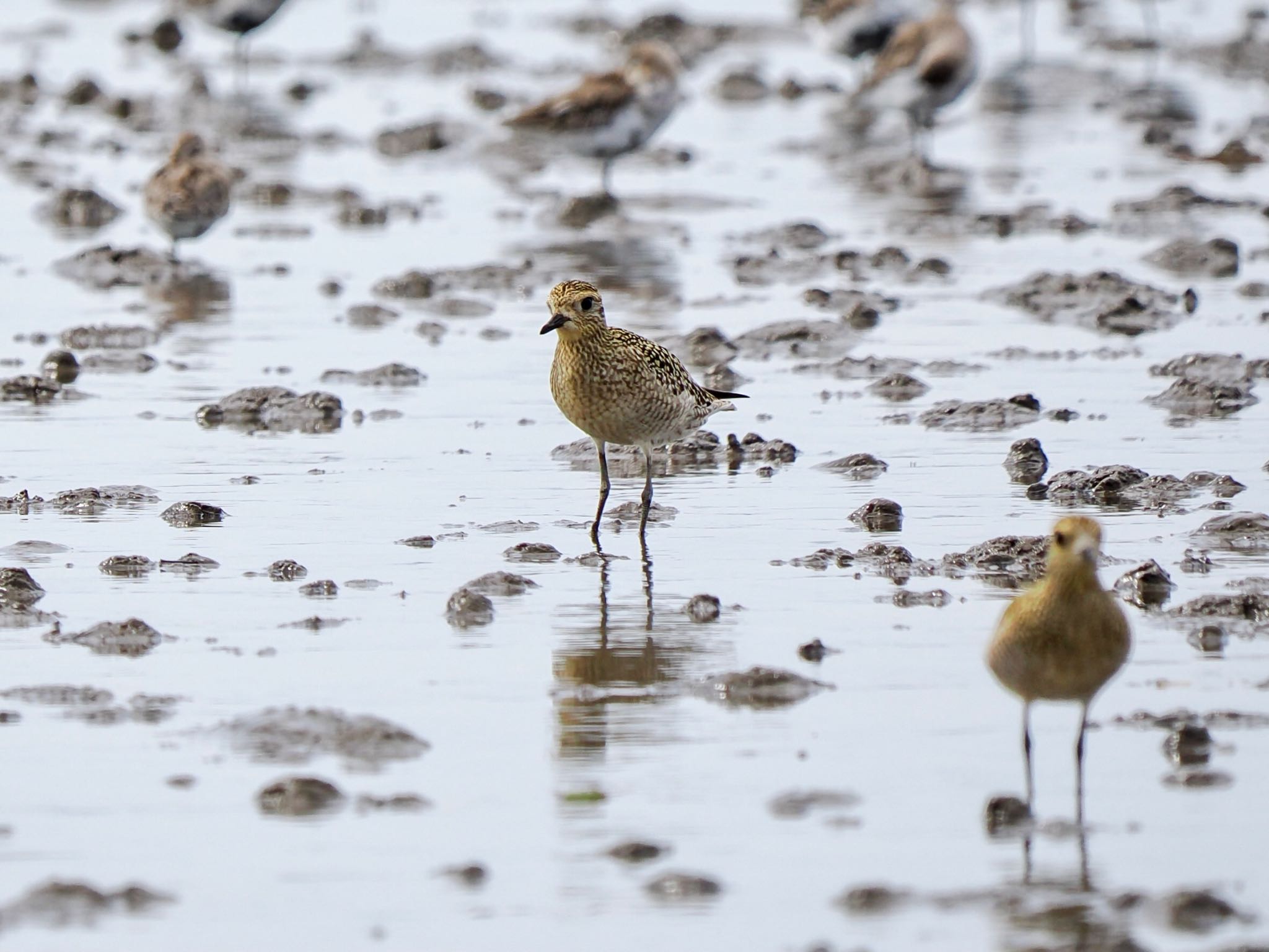 Pacific Golden Plover