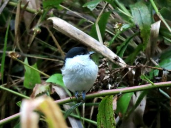 ハシブトガラ 西岡公園(西岡水源地) 2023年10月7日(土)