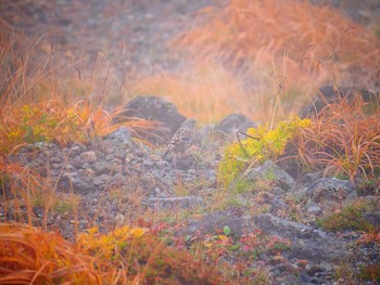 Alpine Accentor 乗鞍岳畳平 Sun, 9/16/2018