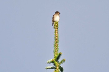 Dark-sided Flycatcher 剣山 Wed, 9/27/2023