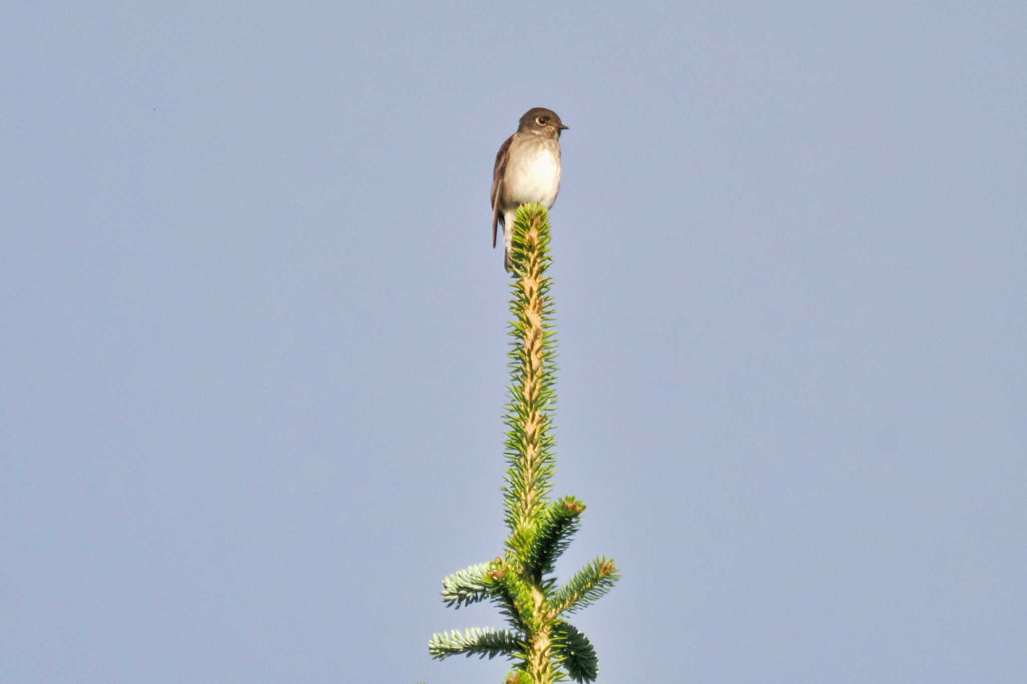 Photo of Dark-sided Flycatcher at 剣山 by 藤原奏冥