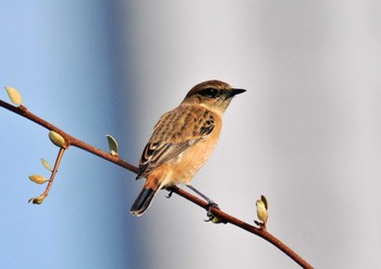 Amur Stonechat 荒川・砂町水辺公園(東京都江東区) Sat, 10/7/2023