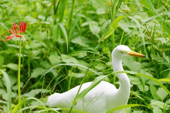 Medium Egret Nogawa Sun, 9/16/2018