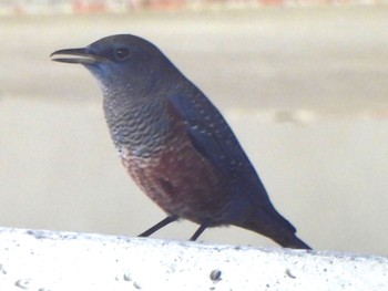 2023年10月7日(土) 芝川第一調節池(芝川貯水池)の野鳥観察記録