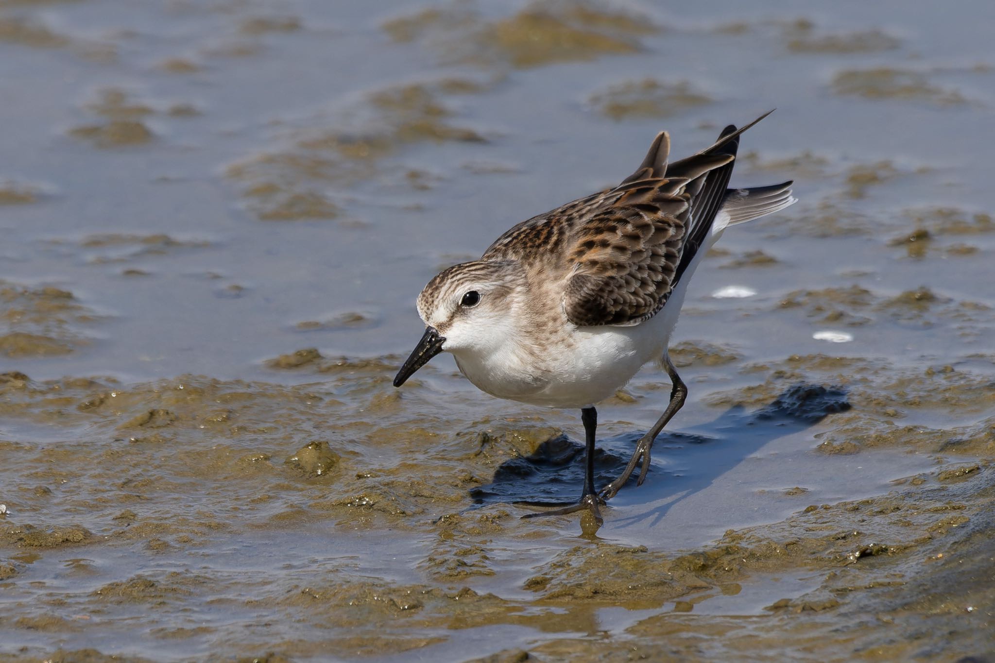 Photo of Red-necked Stint at  by そいぎんた