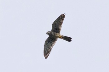 Eurasian Hobby Unknown Spots Tue, 10/3/2023