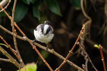 Long-tailed Tit Unknown Spots Fri, 10/6/2023