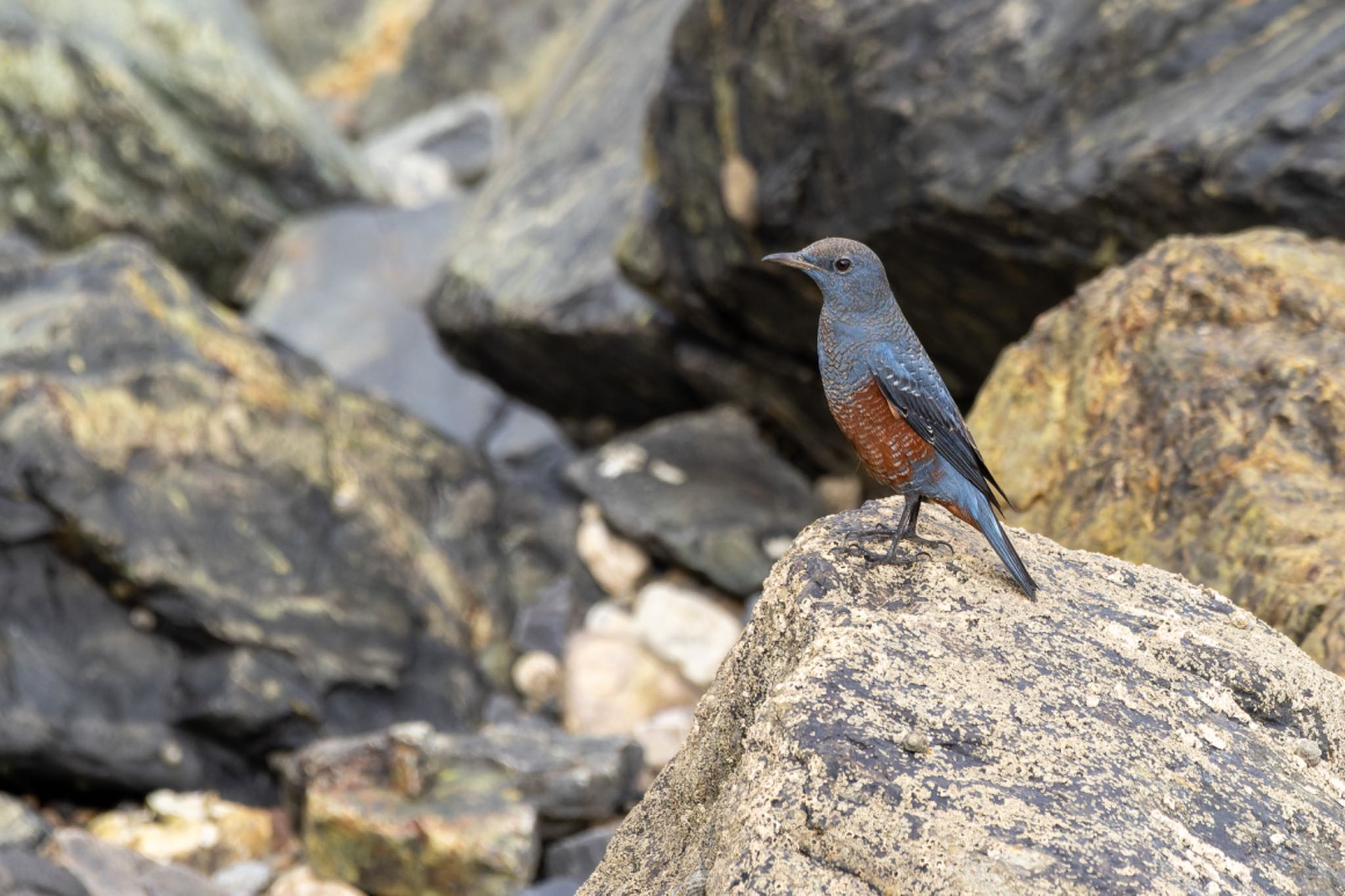 Photo of Blue Rock Thrush at  by そいぎんた
