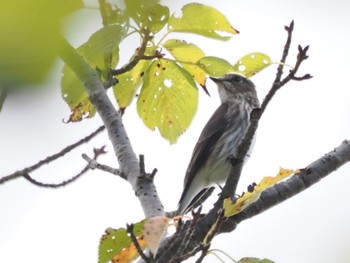 2023年10月7日(土) 舞岡公園の野鳥観察記録