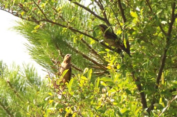 Eurasian Wryneck 兵庫県神戸市 Sat, 10/7/2023