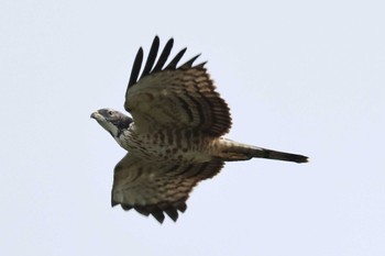 Crested Honey Buzzard Cape Irago Sat, 10/7/2023