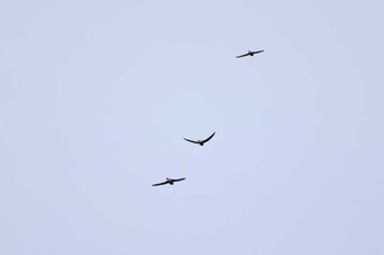 White-throated Needletail Cape Irago Sat, 10/7/2023