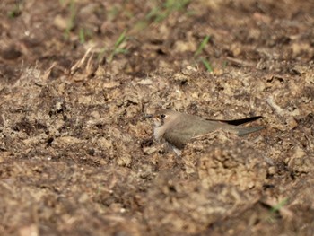 Oriental Pratincole 愛知県 Fri, 10/6/2023