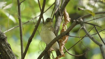 Narcissus Flycatcher Kyoto Gyoen Sat, 10/7/2023