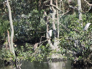 ゴイサギ 井頭公園 2023年10月7日(土)