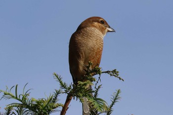 Sat, 10/7/2023 Birding report at 大阪府岸和田市 蜻蛉池公園