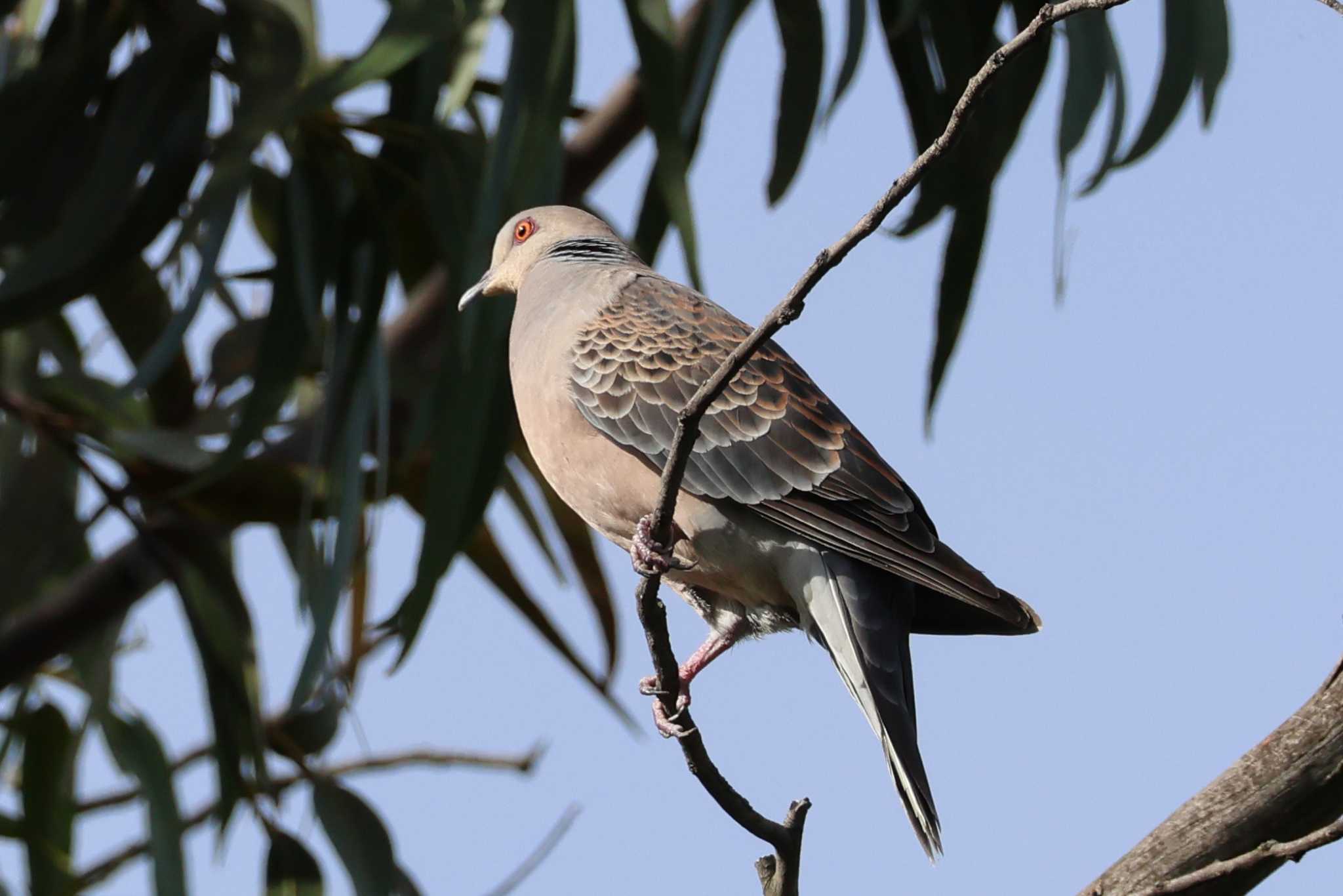 Oriental Turtle Dove