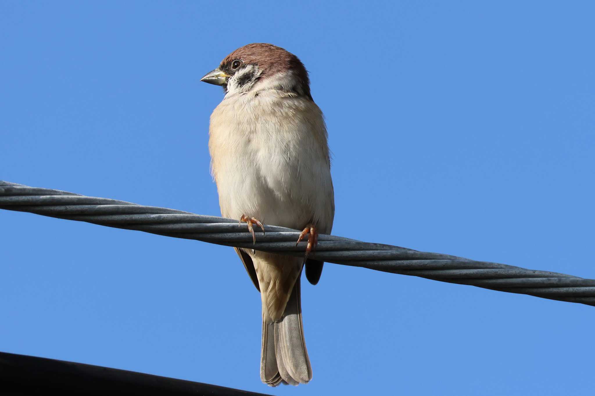 Eurasian Tree Sparrow