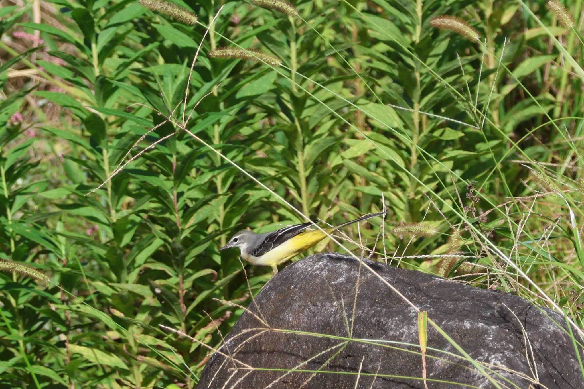 Grey Wagtail