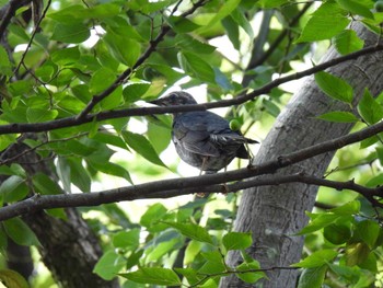 Siberian Thrush 鶴舞公園(名古屋) Sat, 10/7/2023