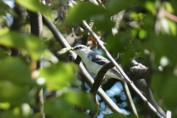 Ashy Minivet Tokyo Port Wild Bird Park Sat, 10/7/2023