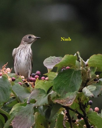 Grey-streaked Flycatcher Unknown Spots Unknown Date