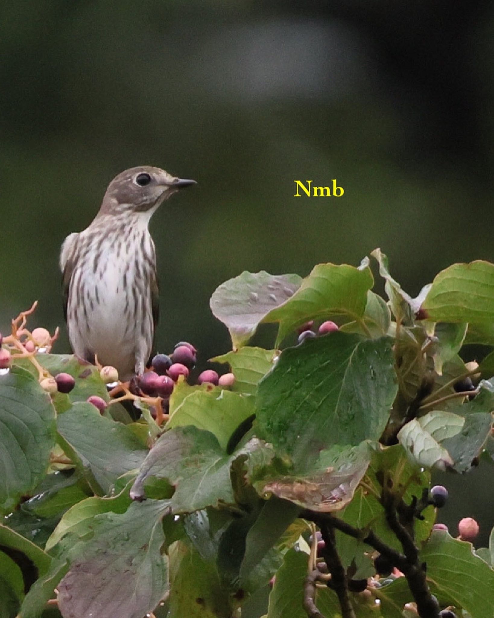 Photo of Grey-streaked Flycatcher at  by soul.number.358