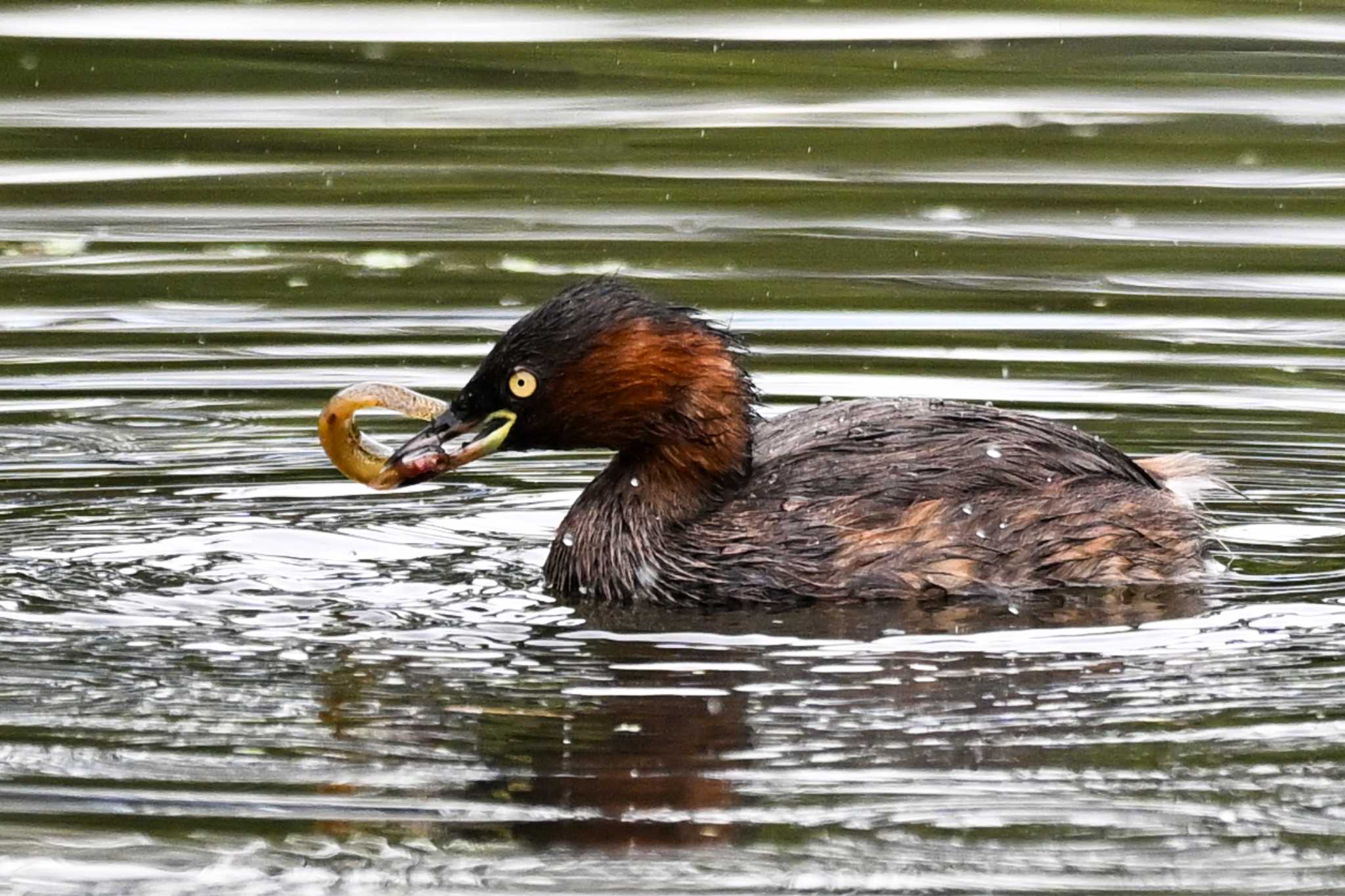 北本自然観察公園 カイツブリの写真