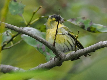 2023年10月7日(土) 宮城沢林道(札幌市西区)の野鳥観察記録