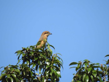 2023年10月7日(土) 東京港野鳥公園の野鳥観察記録