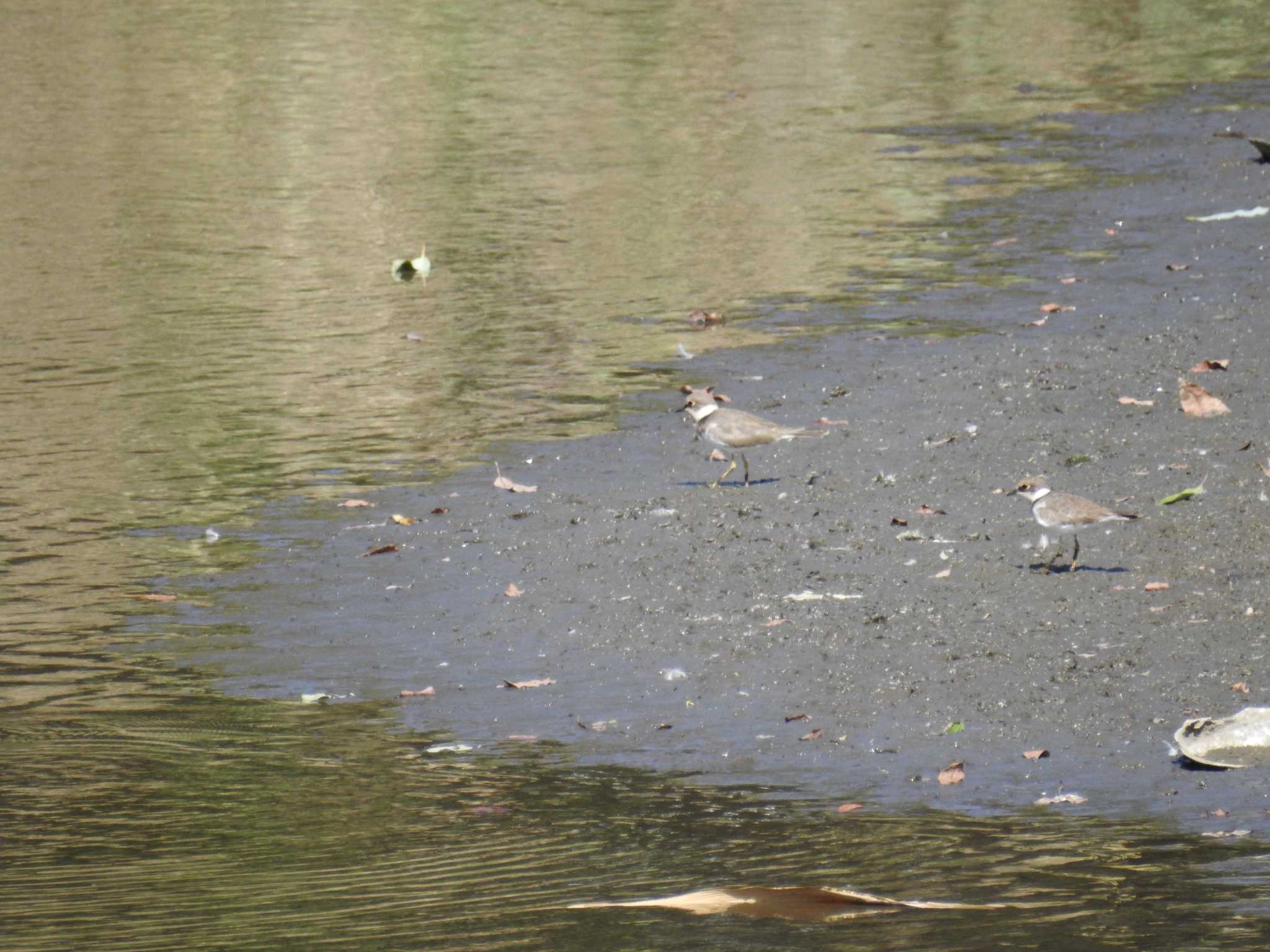 東京港野鳥公園 イカルチドリの写真