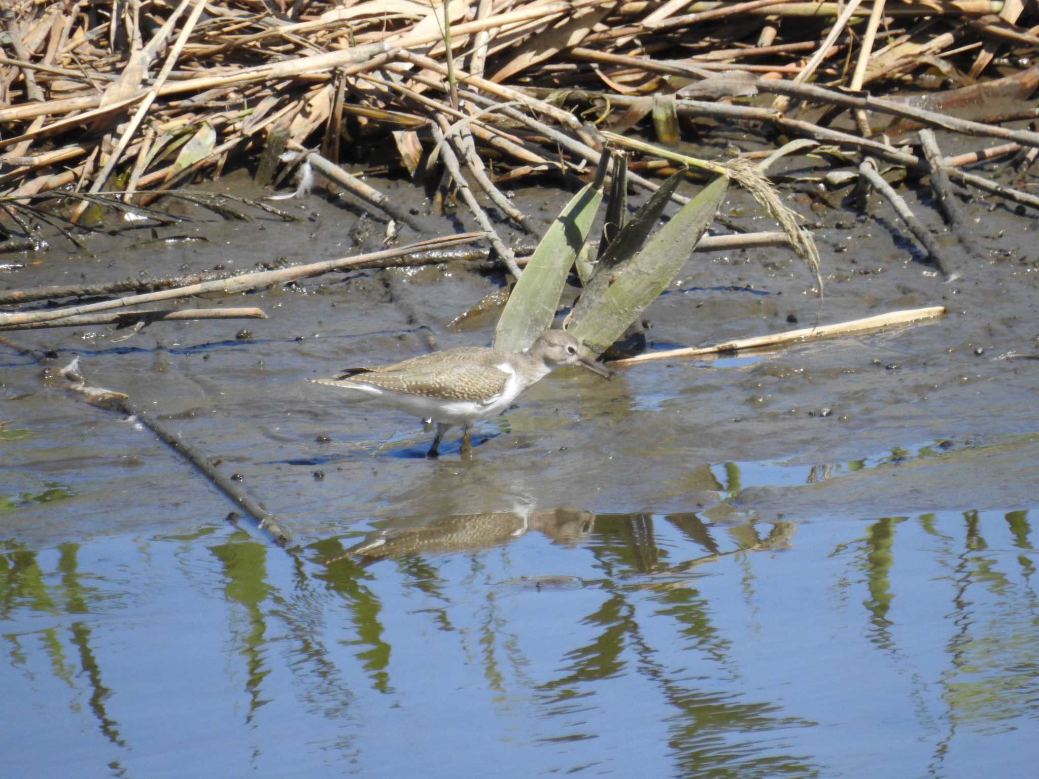 東京港野鳥公園 イソシギの写真