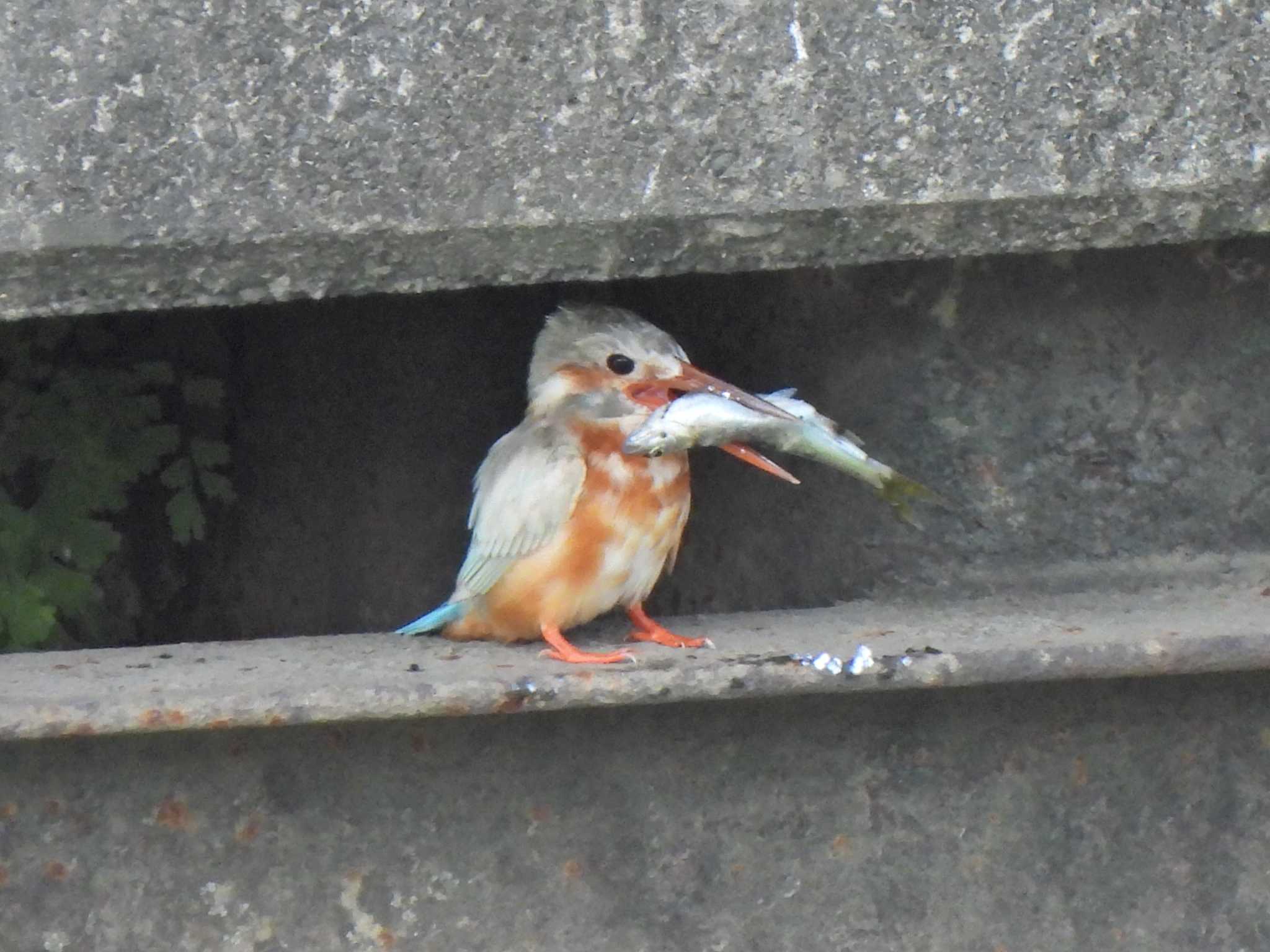 柏尾川 カワセミの写真