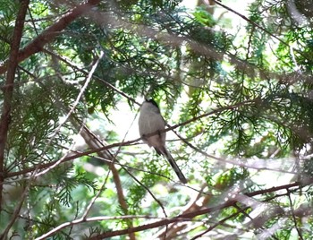 Long-tailed Tit 箕面山 Sat, 10/7/2023