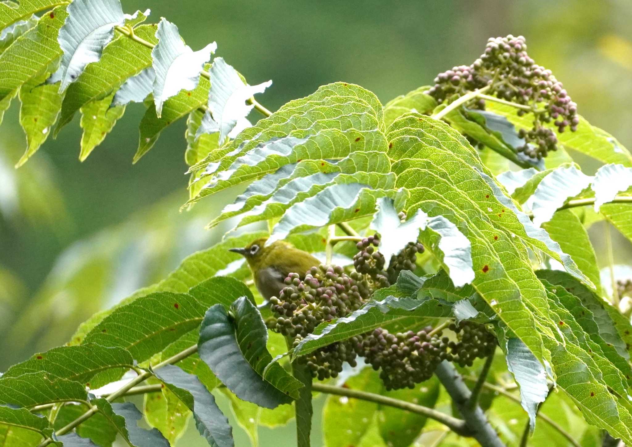 Warbling White-eye