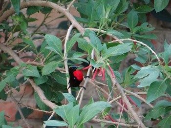 Scarlet-chested Sunbird