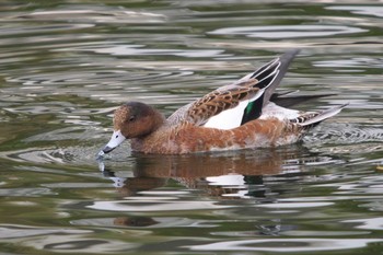 ヒドリガモ 富岡並木ふなだまり公園 2023年10月7日(土)