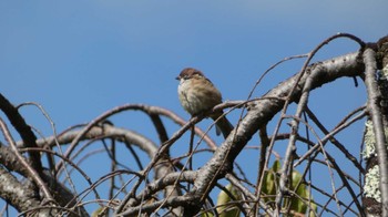 Eurasian Tree Sparrow Kyoto Gyoen Sat, 10/7/2023