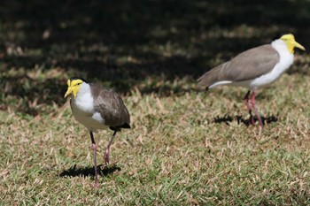 Masked Lapwing Esplanade(Cairns) Thu, 8/17/2023