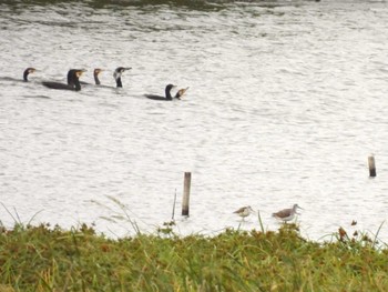 2023年10月7日(土) 芝川第一調節池(芝川貯水池)の野鳥観察記録