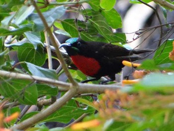 Scarlet-chested Sunbird Unknown Spots Mon, 12/16/2013