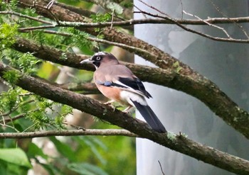 カケス 戸隠森林植物園(戸隠森林公園) 2023年10月5日(木)