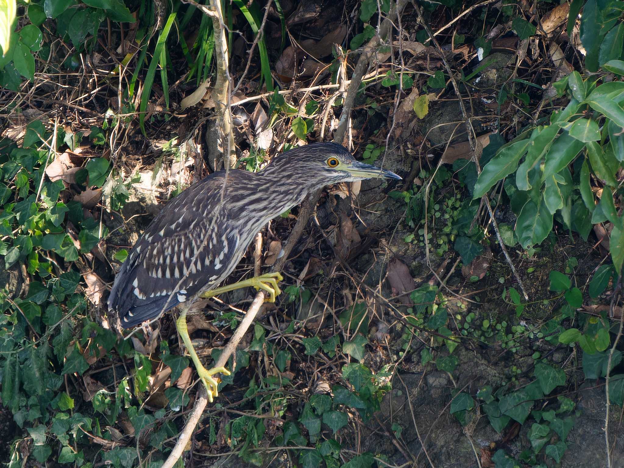 Black-crowned Night Heron