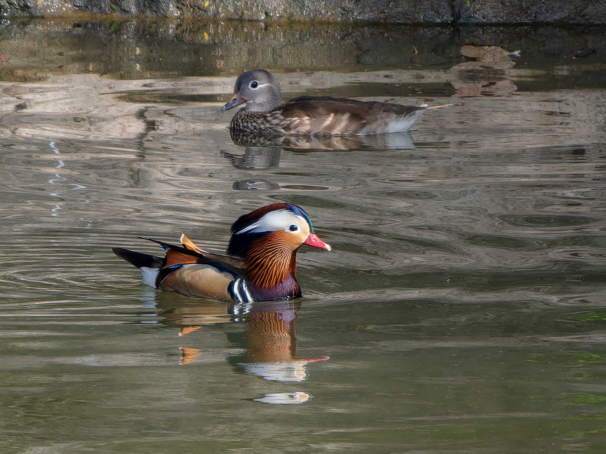 Mandarin Duck