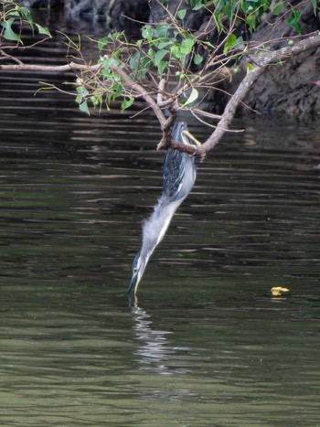 Fri, 10/6/2023 Birding report at 長崎県